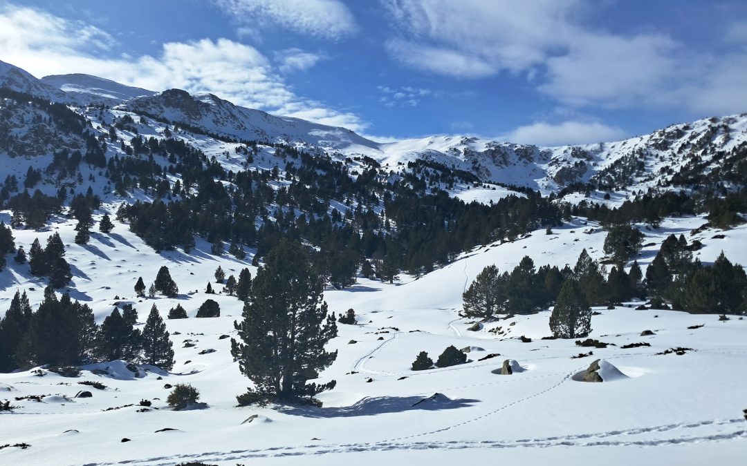 S’inicia al Pirineu català un projecte per estudiar l’ús que fan de l’estatge alpí les diverses espècies de carnívors presents a Catalunya