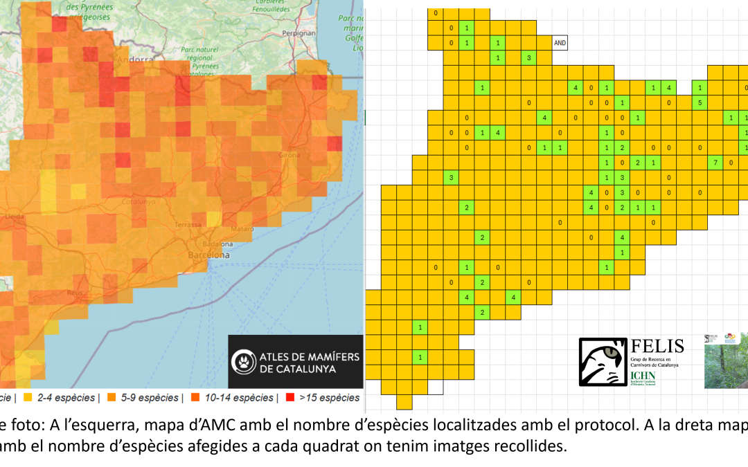 Aportació de Fototrampeig Mamífers Catalunya al projecte Atles de Mamífers de Catalunya.