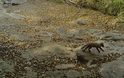 Col·laboració del projecte Fototrampeig Mamífers Catalunya amb l’Atles de Mamífers