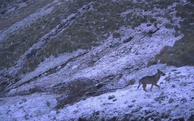 S’enregistra per primera vegada el llop a Andorra gràcies a un projecte del Grup de Recerca en Carnívors de Catalunya (Felis-ICHN)